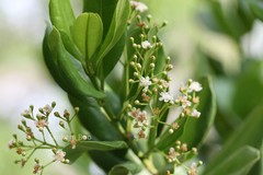 Pimenta dioica